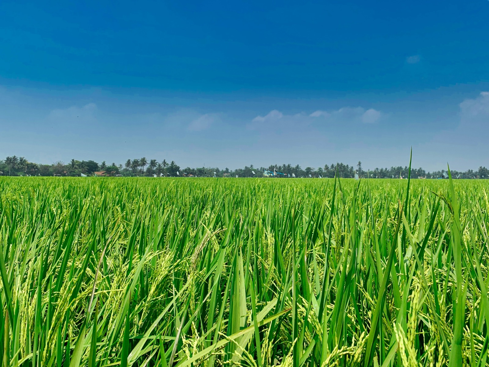 Rice Farm